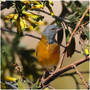 Gray-hooded Sierra Finch