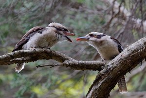 Feeding time