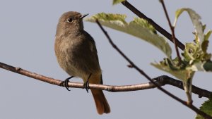 black redstart (female)