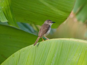 Tawny Flanked Prinia