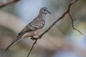 Peaceful Dove