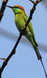 12-9-11 Green bee-eater, Lamnarai, Thailand