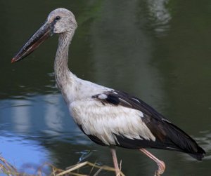 10-3-10 Asian openbill stork, Saraburi, Thailand