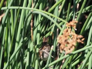 Little Grassbird