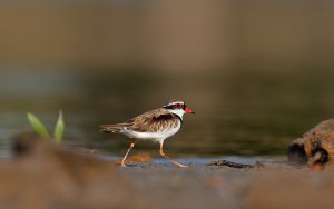 Black-fronted Dotterel