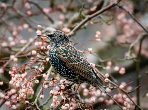 Starling on Rowan Tree