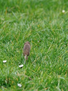 Jumping field mouse II