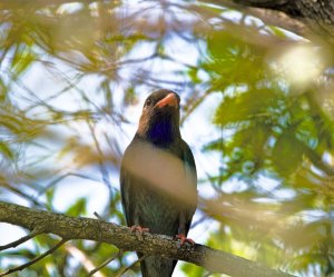 Dollarbird