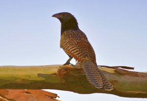 Pheasant Coucal