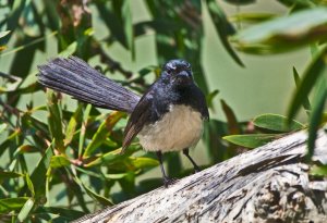 Willie Wagtail