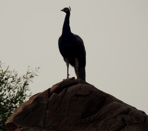 pea-fowl Male