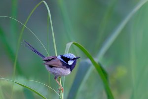 Superb Fairy Wren