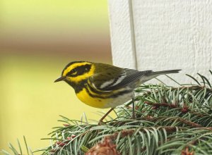 Townsend"s Warbler