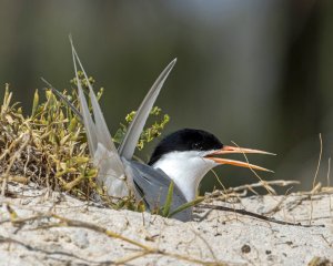 Roseate Tern