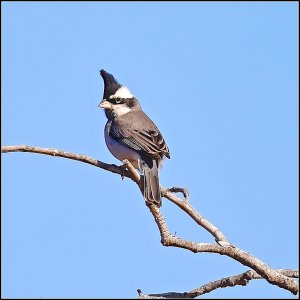 Black-crested Finch (male)