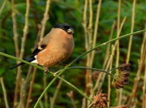 Bullfinch