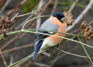 Bullfinch