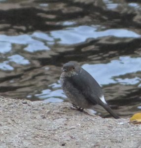 Plumbeous Redstart, female