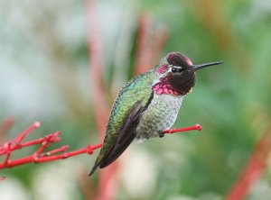 Anna's Hummingbird