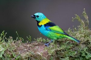 Birds of the Atlantic Rainforest of Brazil