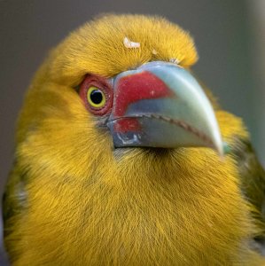 Saffron toucanet