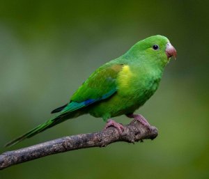 Plain parakeet