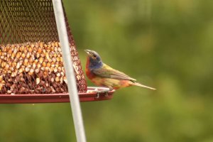 Painted Bunting