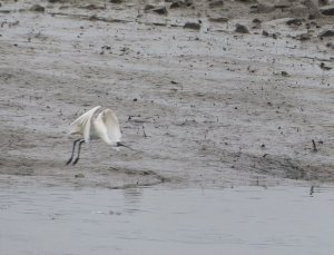 Black-faced Spoonbill