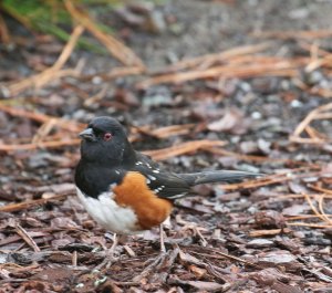 Spotted Towhee