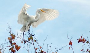 Florida Egret