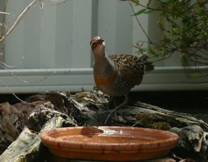 Buff Banded Rail