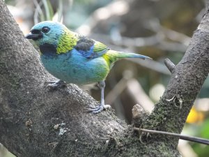 Green-headed Tanager