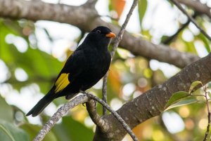 Black-and-gold Cotinga