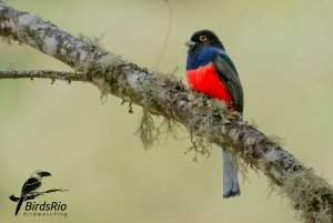 Surucua Trogon