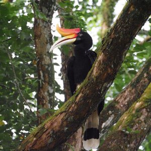 Rhinoceros Hornbill