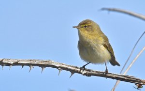 Chiffchaff