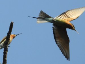 Blue-Tailed Bee-eater