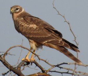 Pallid Harrier Juvenile