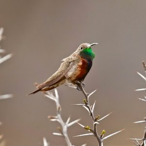 Wedge-tailed Hillstar (male)