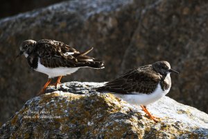 Two on a Rock?