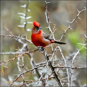 Red-crested Finch (male)