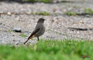 Black Redstart