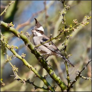 Black-crested Finch (female)