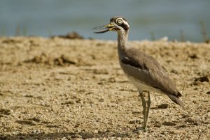 Great Thick-knee