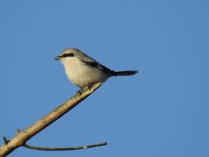 Great Grey Shrike