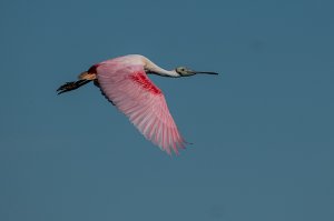 Roseate Spoonbill