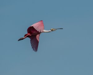 Roseate Spoonbill