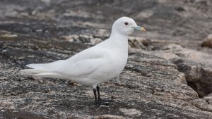 Ivory gull - Arctic delight