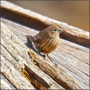 House Finch (female)