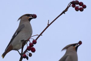 Double take - Waxwings